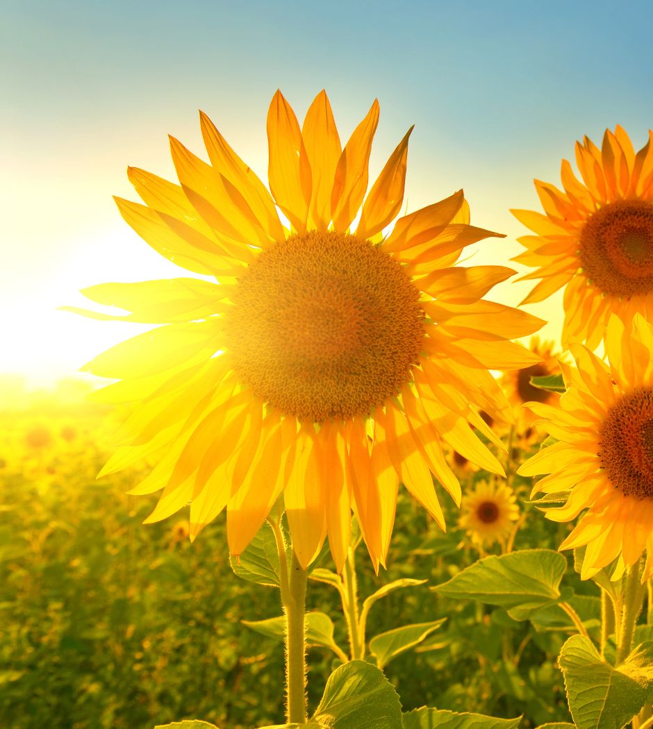 Life Transformational Coaching